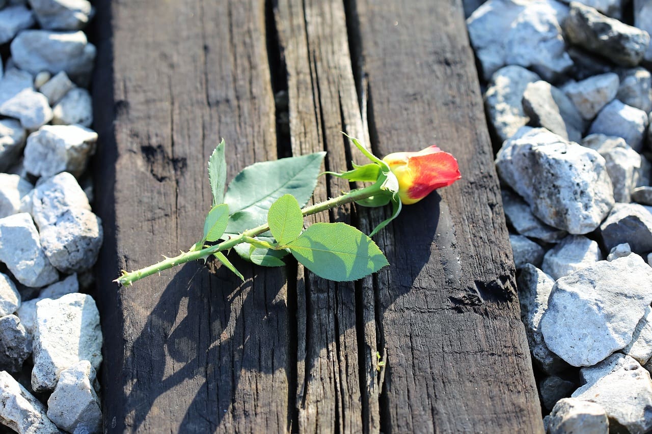 The Link between Caregiving and Empathy: A Profound Connection The Link between Caregiving and Empathy: A Profound Connection
