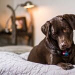 Stress-Free Pet Care: Tips for Keeping Your Furry Friend Happy and Healthy Stress-Free Pet Care: Tips for Keeping Your Furry Friend Happy and Healthy