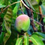 The Truth About Counting Calories: Is It Necessary for Weight Loss?