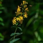 The Power of Gratitude: Cultivating a Positive Mindset for Empowerment The Power of Gratitude: Cultivating a Positive Mindset for Empowerment