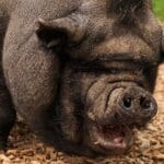 Say Goodbye to Stubborn Belly Fat with These Tips Say Goodbye to Stubborn Belly Fat with These Tips