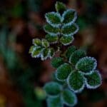 Hair Loss and Genetics: Are You Predisposed? Hair Loss and Genetics: Are You Predisposed?