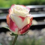 How to Help Your Child Deal with Bullying How to Help Your Child Deal with Bullying